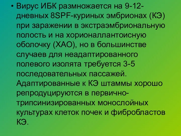 Вирус ИБК размножается на 9-12-дневных 8SРF-куриных эмбрионах (КЭ) при заражении