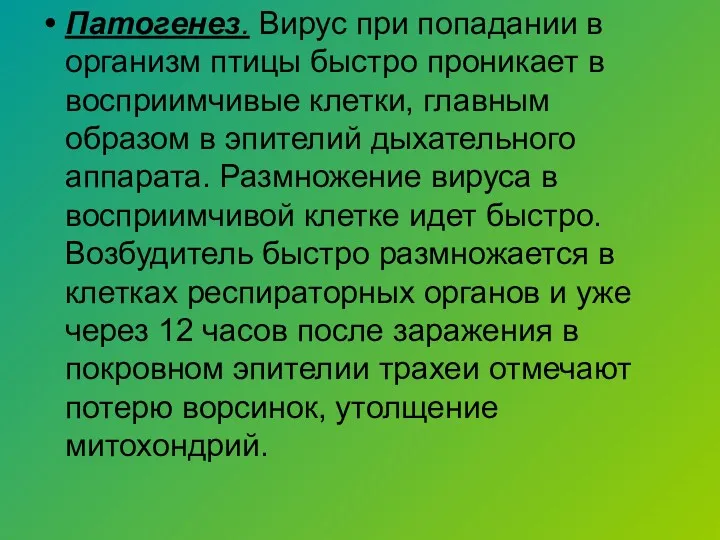 Патогенез. Вирус при попадании в организм птицы быстро проникает в