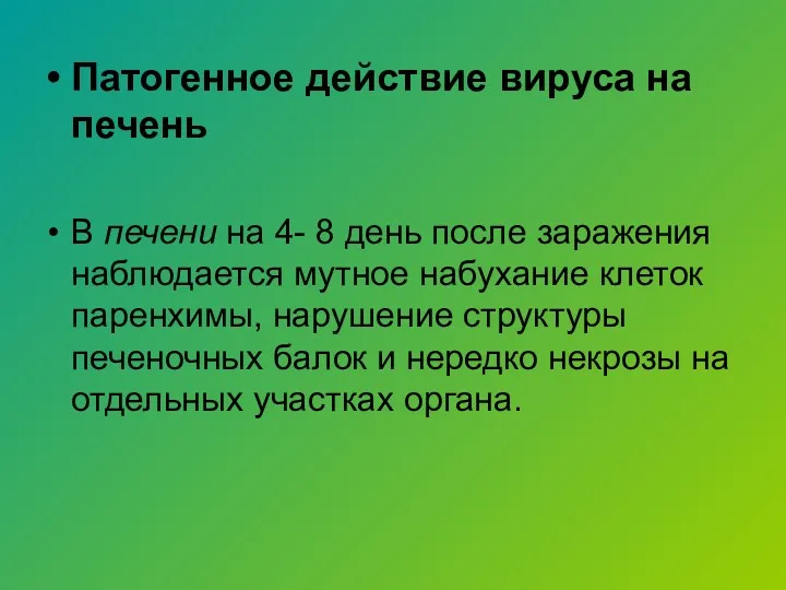 Патогенное действие вируса на печень В печени на 4- 8