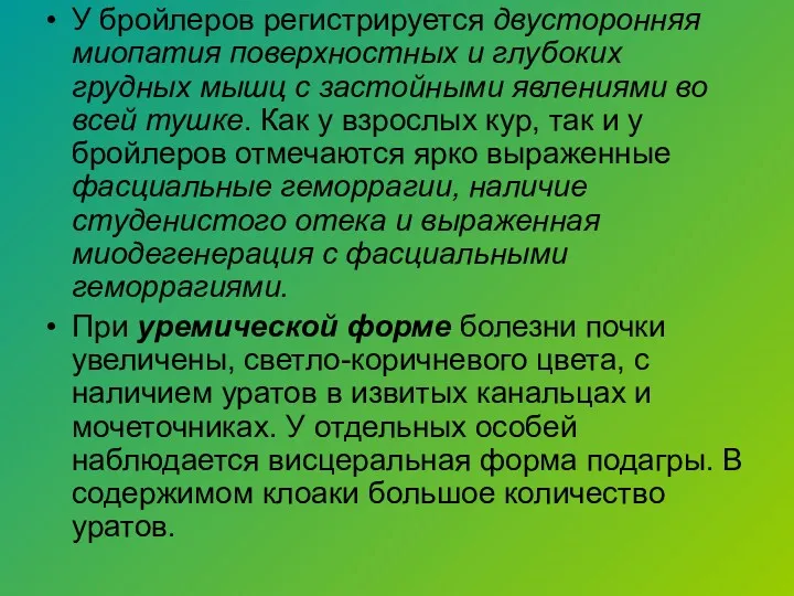 У бройлеров регистрируется двусторонняя миопатия поверхностных и глубоких грудных мышц