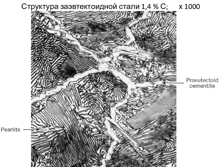 Структура заэвтектоидной стали 1,4 % С; х 1000