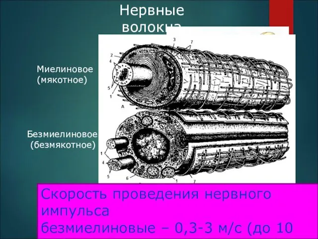 Нервные волокна Скорость проведения нервного импульса безмиелиновые – 0,3-3 м/с