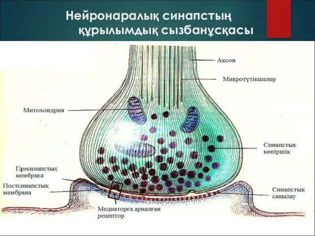 Нейронаралық синапстың құрылымдық сызбанұсқасы