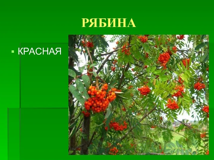 РЯБИНА КРАСНАЯ