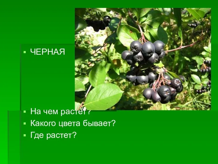 ЧЕРНАЯ На чем растет? Какого цвета бывает? Где растет?