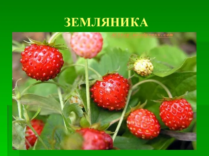 ЗЕМЛЯНИКА