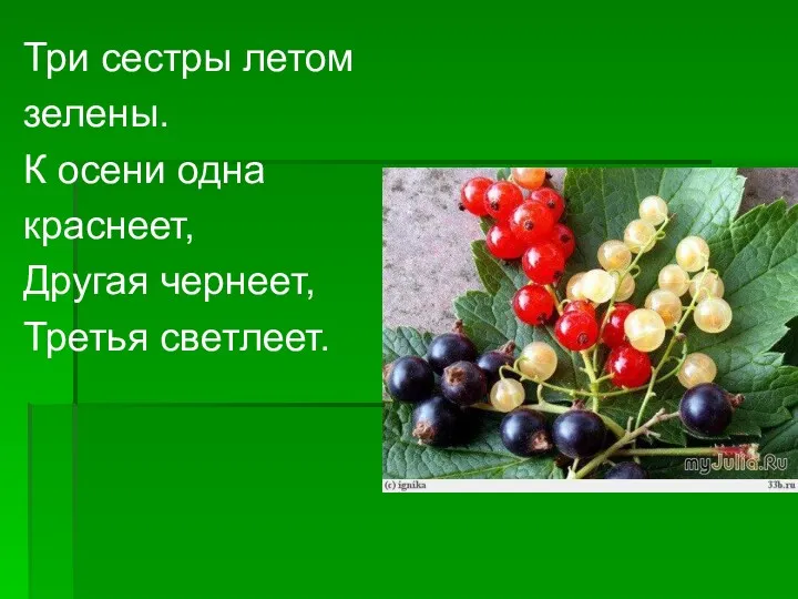 Три сестры летом зелены. К осени одна краснеет, Другая чернеет, Третья светлеет.