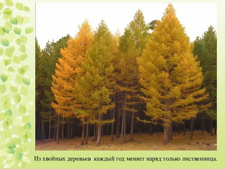 Из хвойных деревьев каждый год меняет наряд только лиственница.
