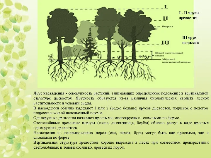 Ярус насаждения - совокупность растений, занимающих определенное положение в вертикальной