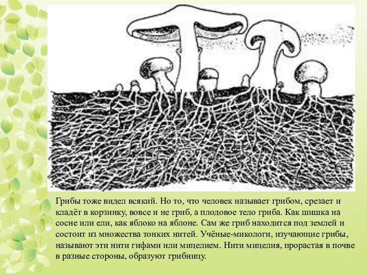 Грибы тоже видел всякий. Но то, что человек называет грибом,