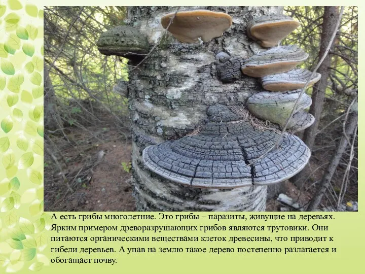 А есть грибы многолетние. Это грибы – паразиты, живущие на