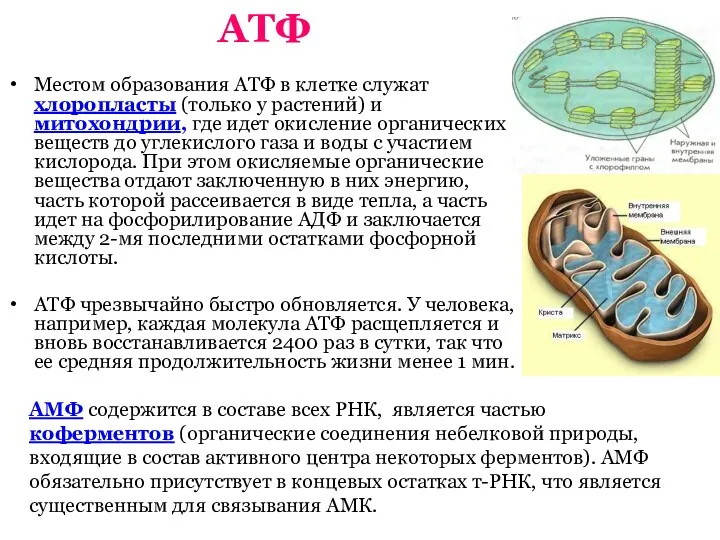 АТФ АМФ содержится в составе всех РНК, является частью коферментов