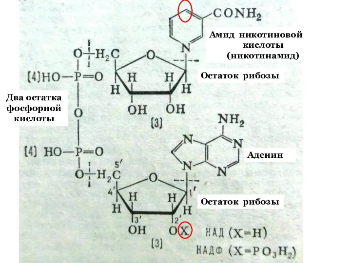 Аденин Амид никотиновой кислоты (никотинамид) Остаток рибозы Остаток рибозы Два остатка фосфорной кислоты