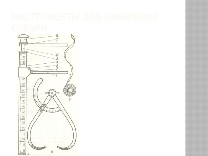 ИНСТРУМЕНТЫ ДЛЯ ИЗМЕРЕНИЯ СОБАКИ