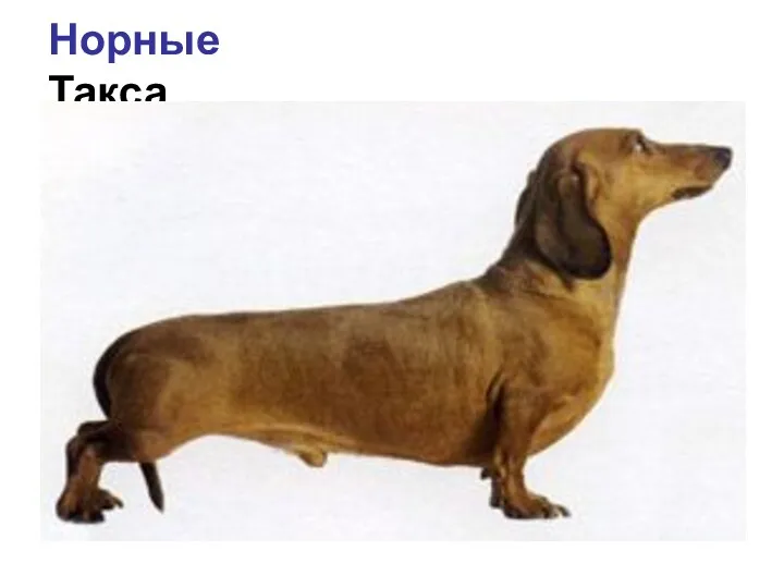 Норные Такса