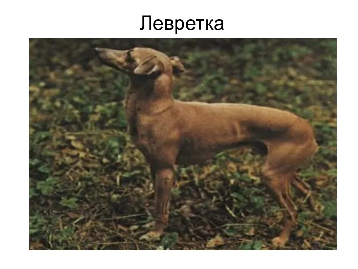 Левретка