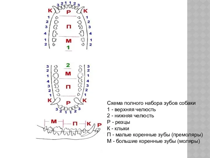 Схема полного набора зубов собаки 1 - верхняя челюсть 2