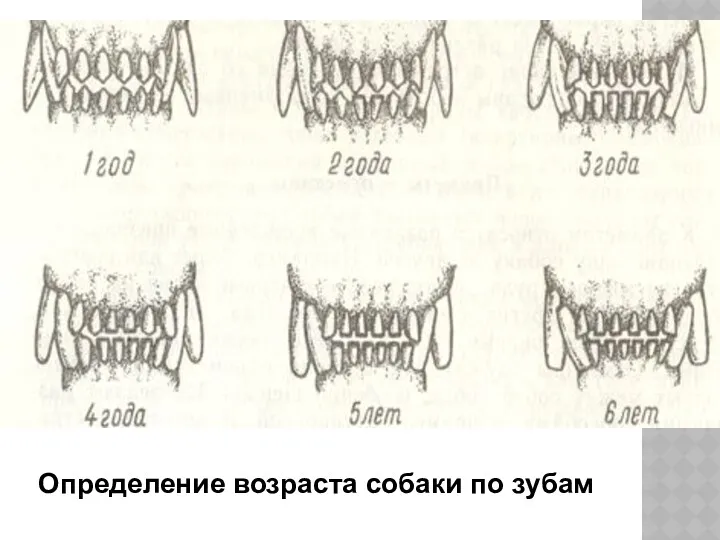 Определение возраста собаки по зубам