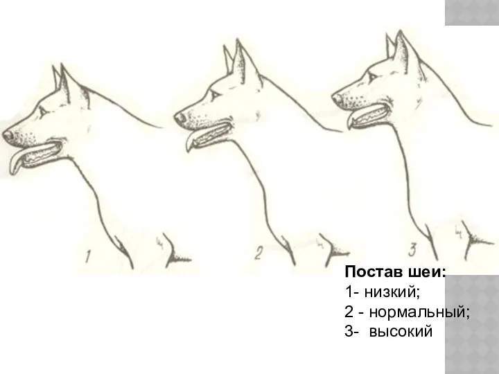 Постав шеи: 1- низкий; 2 - нормальный; 3- высокий