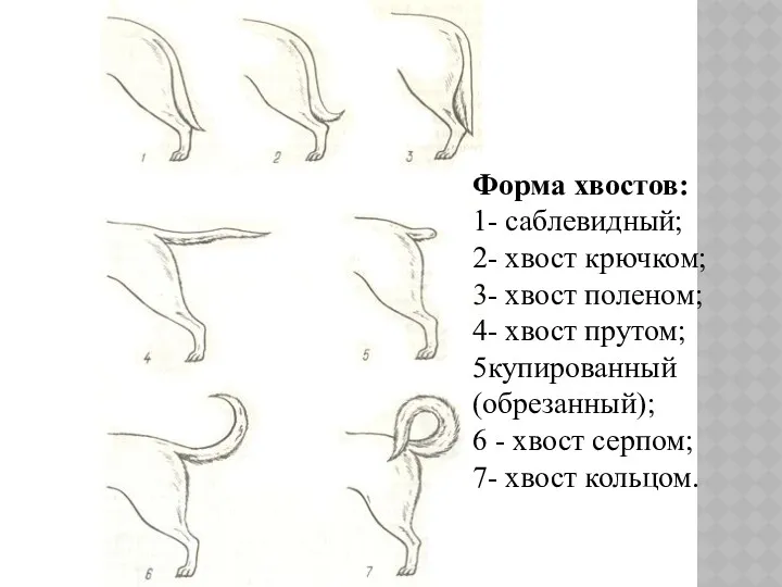Форма хвостов: 1- саблевидный; 2- хвост крючком; 3- хвост поленом;