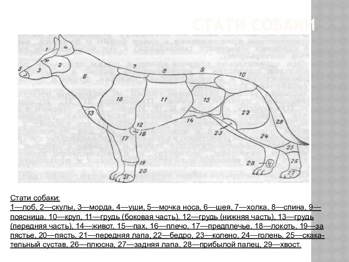 СТАТИ СОБАКИ Стати собаки: 1—лоб, 2—скулы, 3—морда, 4—уши, 5—мочка носа,