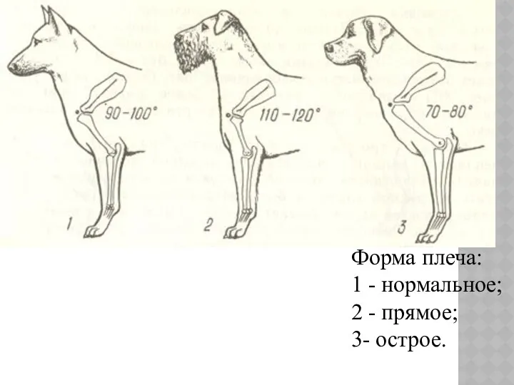 Форма плеча: 1 - нормальное; 2 - прямое; 3- острое.