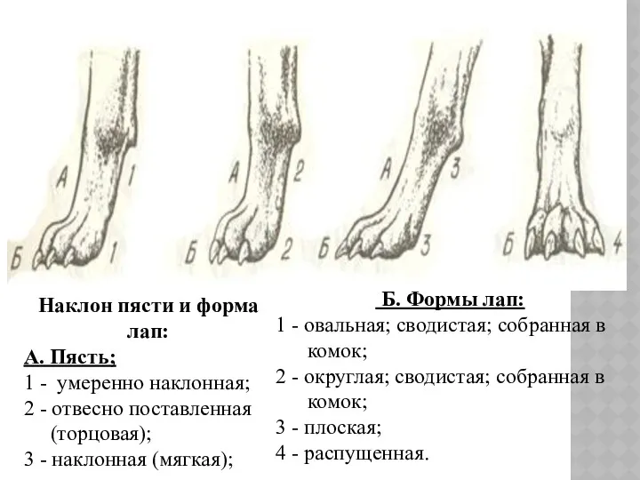 Наклон пясти и форма лап: А. Пясть; 1 - умеренно