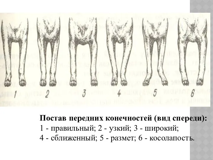 Постав передних конечностей (вид спереди): 1 - правильный; 2 -