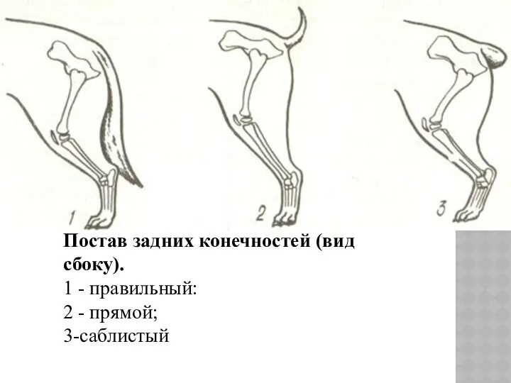 Постав задних конечностей (вид сбоку). 1 - правильный: 2 - прямой; 3-саблистый