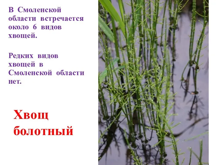 В Смоленской области встречается около 6 видов хвощей. Редких видов