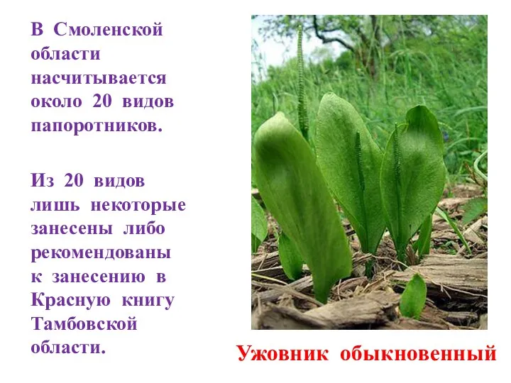 В Смоленской области насчитывается около 20 видов папоротников. Из 20