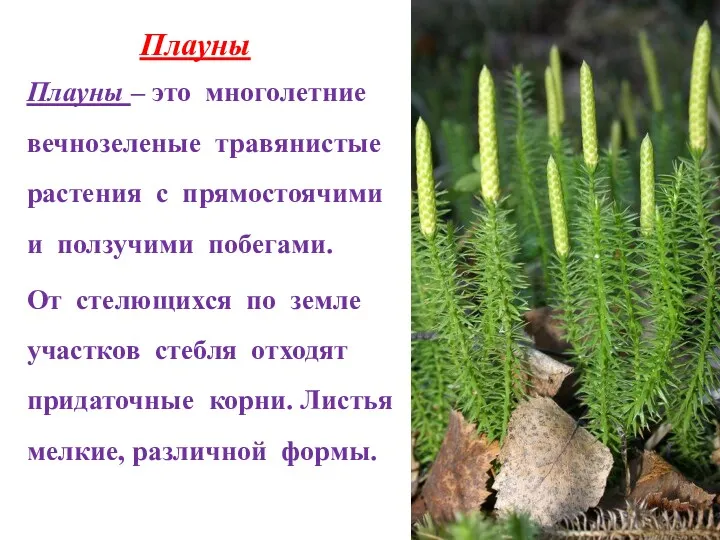 Плауны Плауны – это многолетние вечнозеленые травянистые растения с прямостоячими