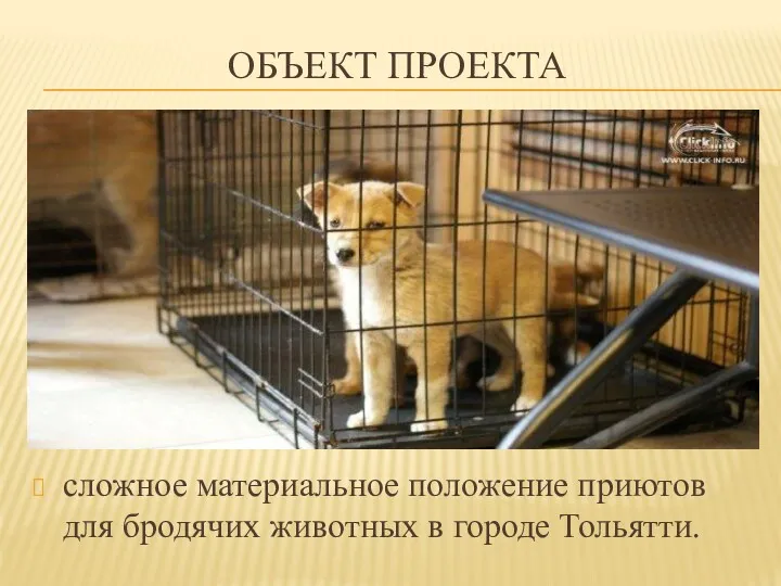 ОБЪЕКТ ПРОЕКТА сложное материальное положение приютов для бродячих животных в городе Тольятти.