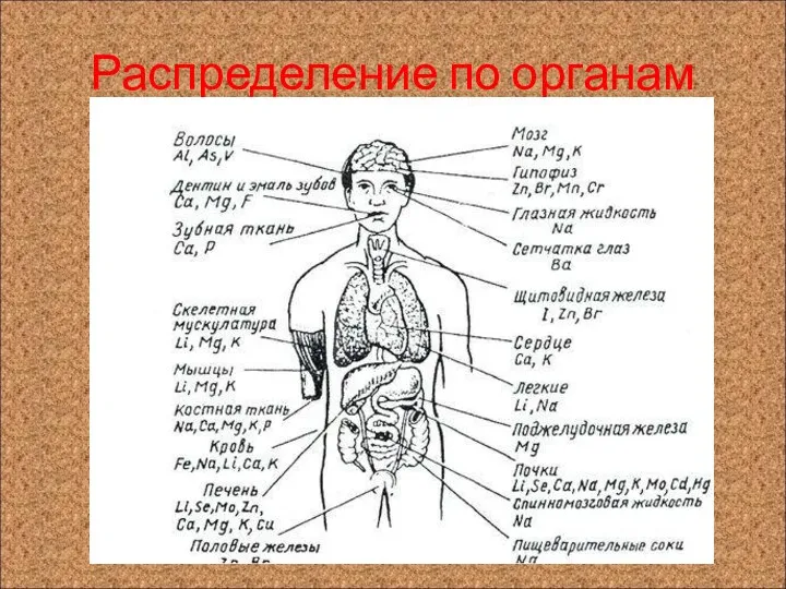 Распределение по органам