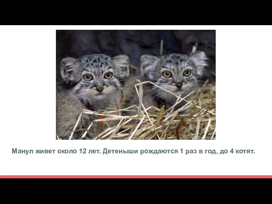 Манул живет около 12 лет. Детеныши рождаются 1 раз в год, до 4 котят.