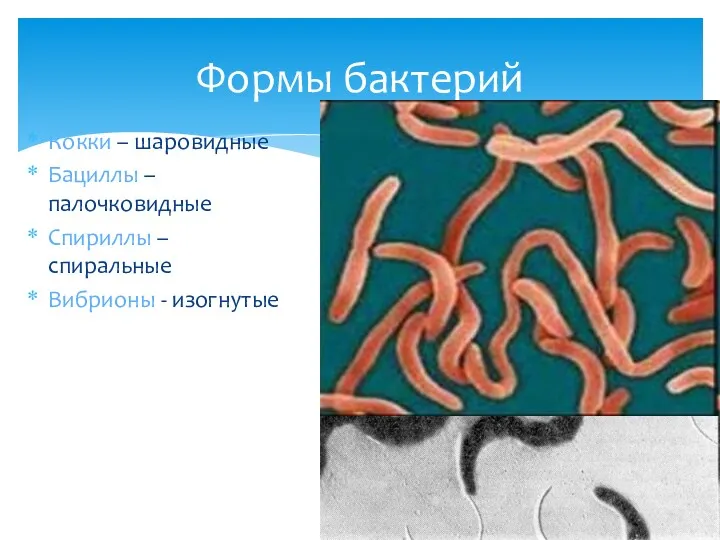 Кокки – шаровидные Бациллы – палочковидные Спириллы – спиральные Вибрионы - изогнутые Формы бактерий