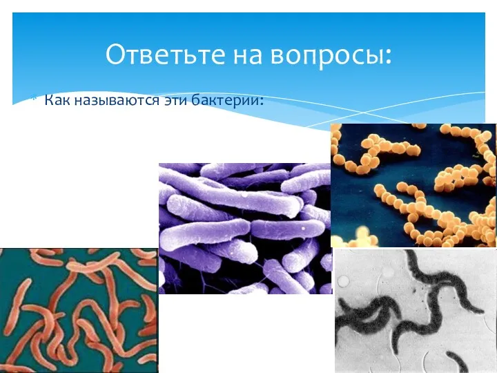 Как называются эти бактерии: Ответьте на вопросы: