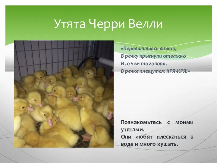 «Переваливаясь важно, В речку прыгнули отважно И, о чем-то говоря,