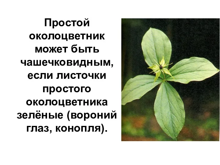 Простой околоцветник может быть чашечковидным, если листочки простого околоцветника зелёные (вороний глаз, конопля).