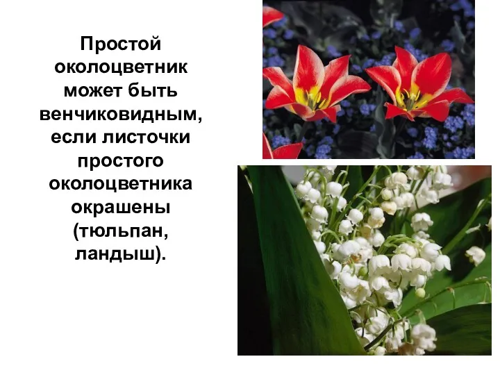 Простой околоцветник может быть венчиковидным, если листочки простого околоцветника окрашены (тюльпан, ландыш).