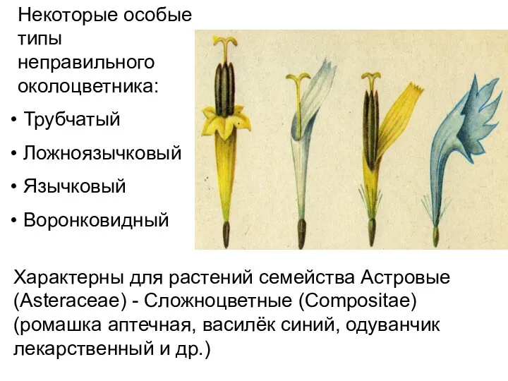 Некоторые особые типы неправильного околоцветника: Трубчатый Ложноязычковый Язычковый Воронковидный Характерны