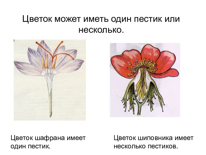 Цветок может иметь один пестик или несколько. Цветок шафрана имеет