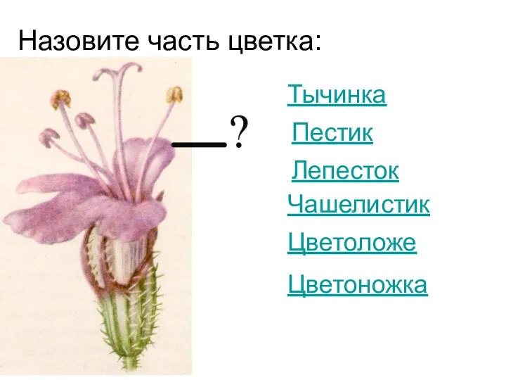 Назовите часть цветка: Тычинка Пестик Лепесток Чашелистик Цветоложе Цветоножка