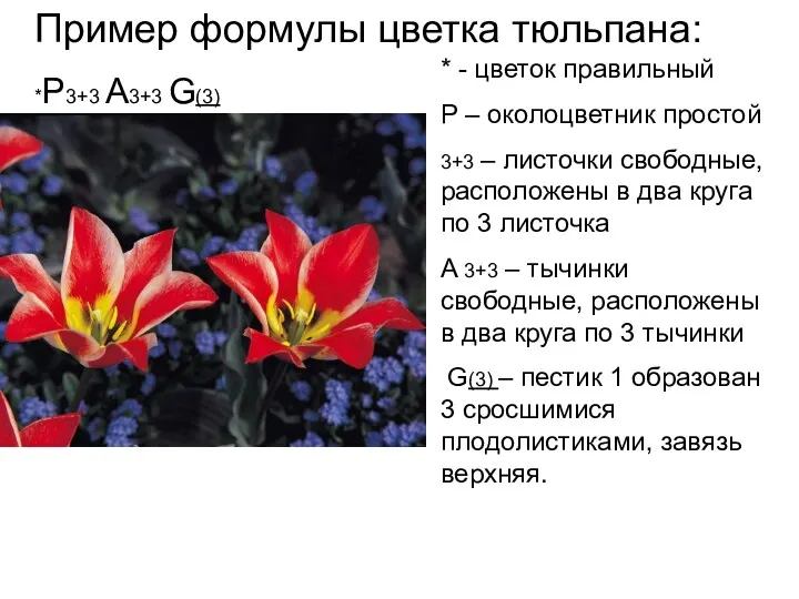 Пример формулы цветка тюльпана: *P3+3 A3+3 G(3) * - цветок