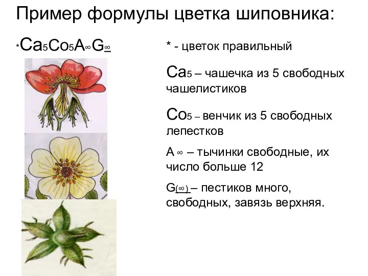 Пример формулы цветка шиповника: *Са5Со5A∞G∞ * - цветок правильный Са5