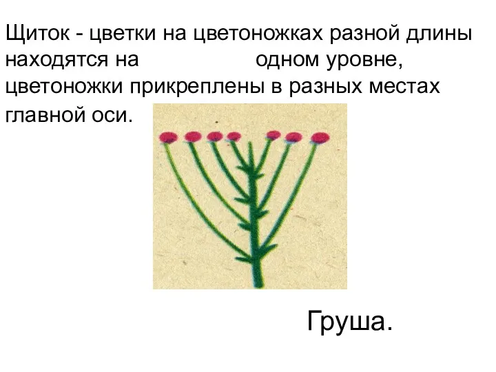 Щиток - цветки на цветоножках разной длины находятся на одном