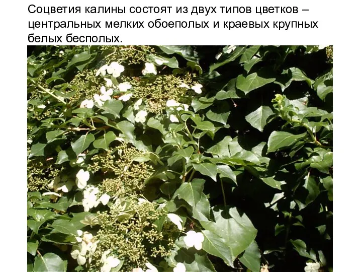 Соцветия калины состоят из двух типов цветков – центральных мелких обоеполых и краевых крупных белых бесполых.