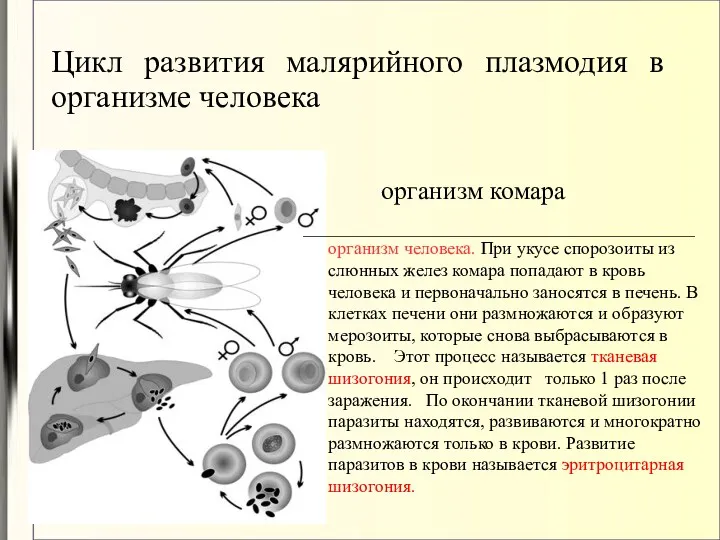 Цикл развития малярийного плазмодия в организме человека организм комара ________________________________________________________