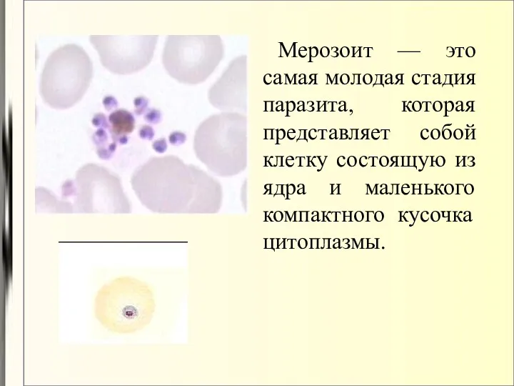 Мерозоит — это самая молодая стадия паразита, которая представляет собой