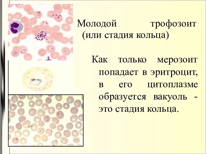 Молодой трофозоит (или стадия кольца)‏ Как только мерозоит попадает в